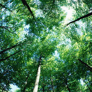 Аренда земель лесного фонда